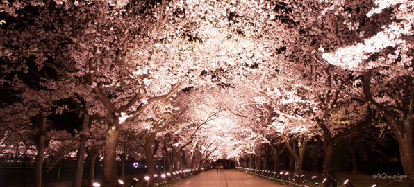 高田公園夜桜