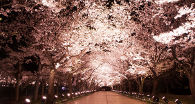 上越市ホームページ制作 写真撮影 HKDesign撮影の高田公園夜桜02